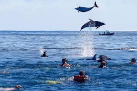 Mnemba Island Snorkeling 3